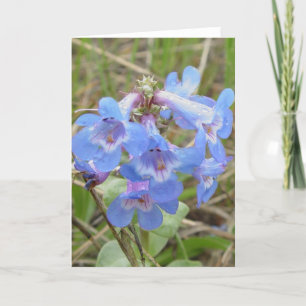 F3 Blue Wildflowers Slender Blue Beard-tongue Card