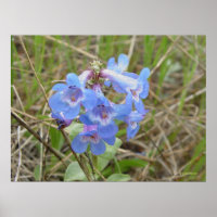 F3 Blue Wildflowers Slender Blue Beardtongue