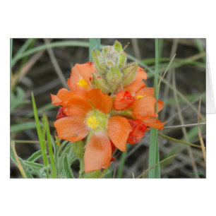 F40 Orange Wildflowers Scarlet Mallow