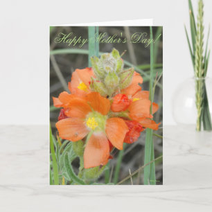 F40 Orange Wildflowers Scarlet Mallow Card