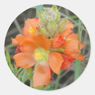 F40 Orange Wildflowers Scarlet Mallow Classic Round Sticker