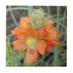 F40 Orange Wildflowers Scarlet Mallow Tile