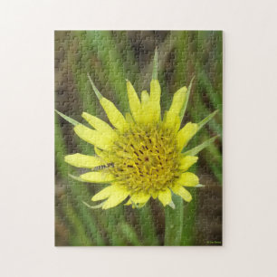 F41 Yellow Wildflower Goats-beard Jigsaw Puzzle