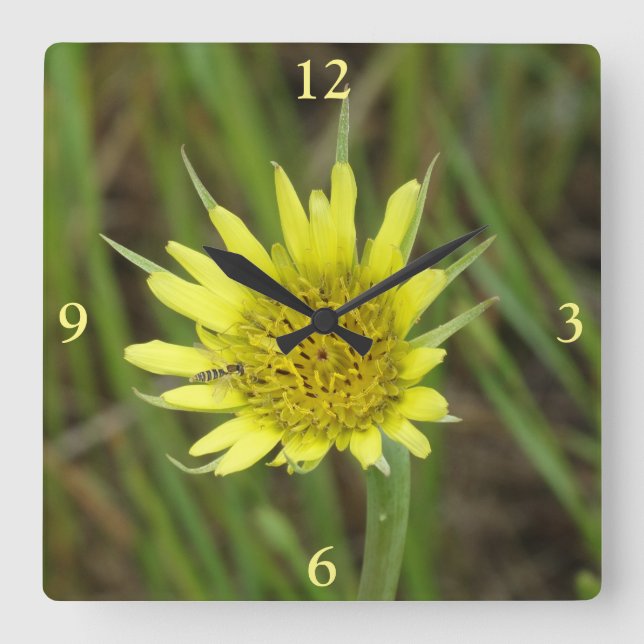 F41 Yellow Wildflower Goats Beard Square Wall Clock (Front)