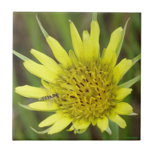 F41 Yellow Wildflower Goats-beard Tile
