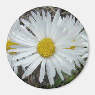 F42 White Wildflowers Smooth Aster Magnet