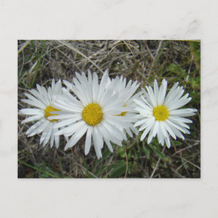 F42 White Wildflowers Smooth Aster Postcard