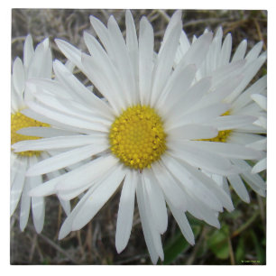 F42 White Wildflowers Smooth Aster Tile