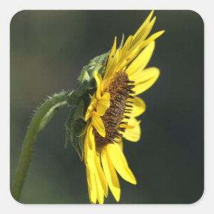 F43 Yellow Wildflower Black-eyed Susan Square Sticker