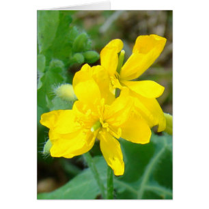 F44 Yellow Wildflowers Wild Mustard