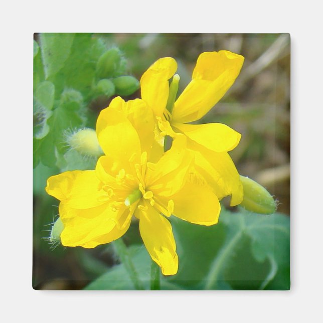F44 Yellow Wildflowers Wild Mustard Magnet (Front)