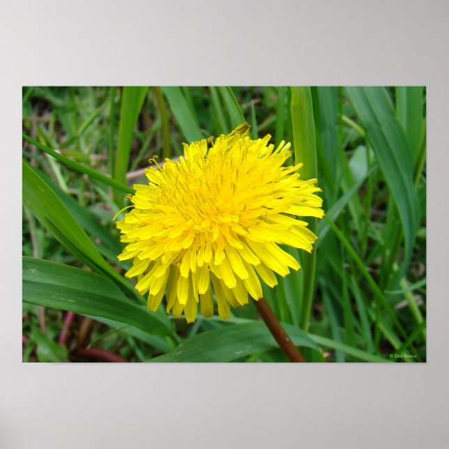 F45 Dandelion "Taraxacum officinale" Poster (Front)