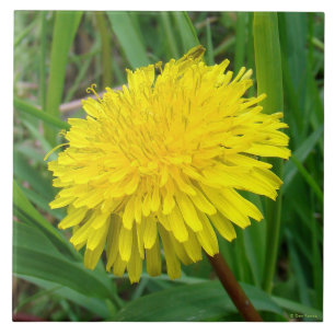 F45 Dandelion "Taraxacum officinale" Tile