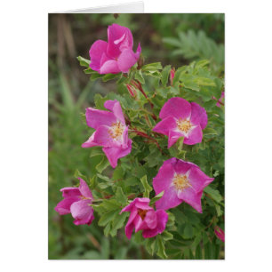 F46 Wild Roses