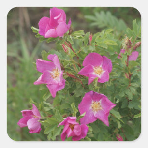 F46 Wild Roses Square Sticker