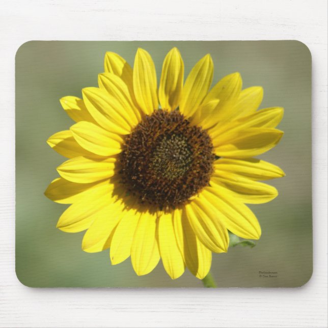 F47 Yellow Wildflower Common Annual Sunflower Mouse Pad (Front)