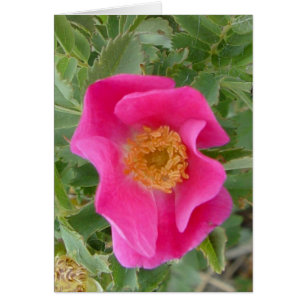 F4a Wild Rose