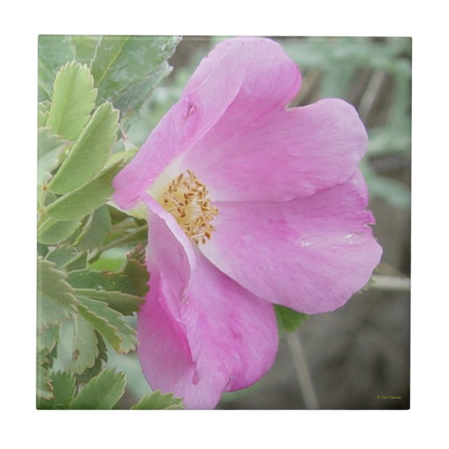 F4b Wild Rose Tile (Front)