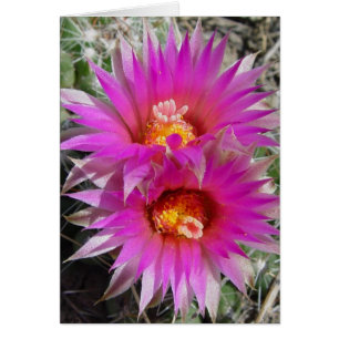 F5 Ball Cactus Flowers "Escobaria vivipara"