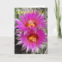 F5 Ball Cactus Flowers "Escobaria vivipara"