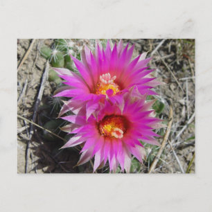 F5 Ball Cactus Flowers "Escobaria vivipara" Postcard