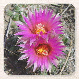 F5 Ball Cactus Flowers Square Paper Coaster