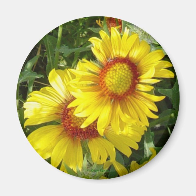 F6 Yellow Wildflowers Gaillardia Magnet (Front)