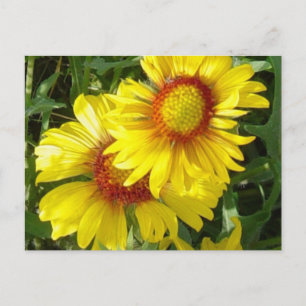 F6 Yellow Wildflowers Gaillardia Postcard