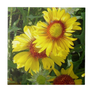 F6 Yellow Wildflowers Gaillardia Tile