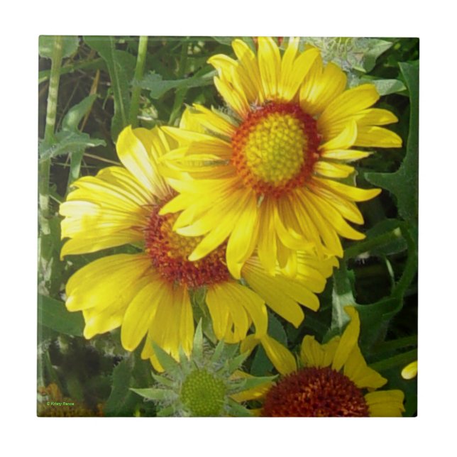 F6 Yellow Wildflowers Gaillardia Tile (Front)