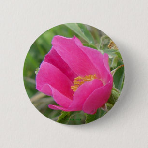 F7 Alberta Wild Rose 6 Cm Round Badge