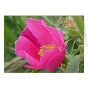 F7 Wild Rose