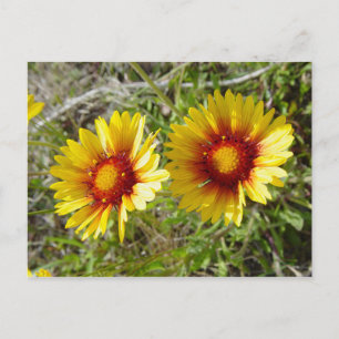 F8 Yellow Wildflower Gaillardia Postcard