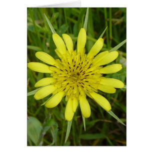 F9 Yellow Wildflower Goat's-beard