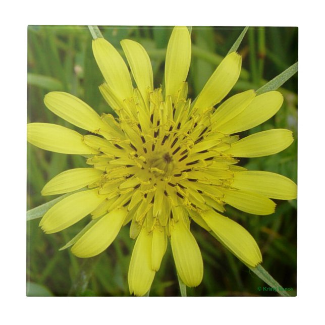 F9 Yellow Wildflower Goats-Beard Tile (Front)