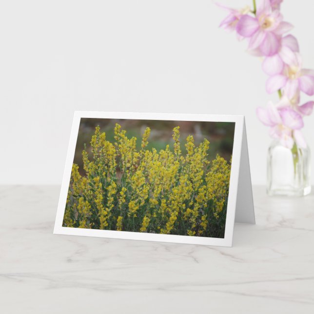 Fabale Plant, Anthyllis Cytisoides Card (Orchid)