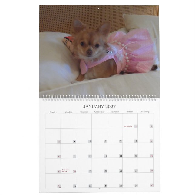 Fabulous chihuahua 2013 calendar (Jan 2027)