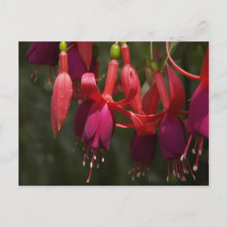 Fabulous Fuscia Postcard