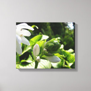Fabulous Hosta Canvas Print