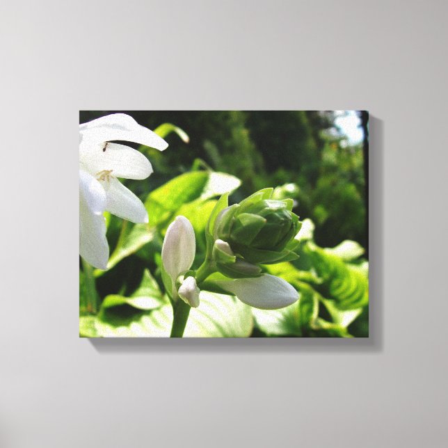 Fabulous Hosta Canvas Print (Front)