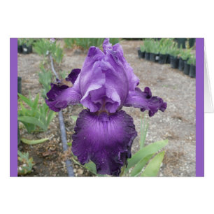 Fabulous Purple  Iris