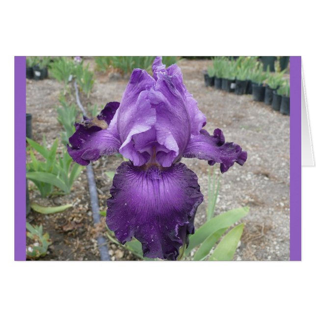 Fabulous Purple  Iris (Front Horizontal)