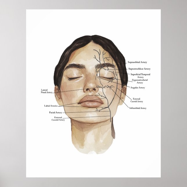 Face Anatomy Print 3 (Front)