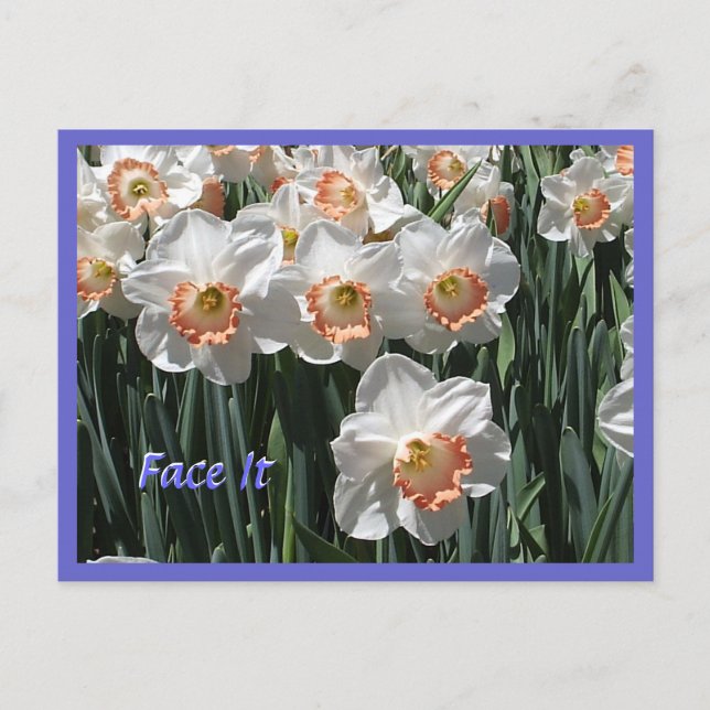 Face It - Daffodils Postcard (Front)