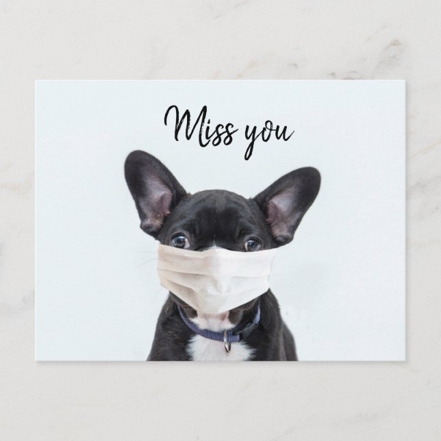 Face mask on French Bulldog Postcard (Front)