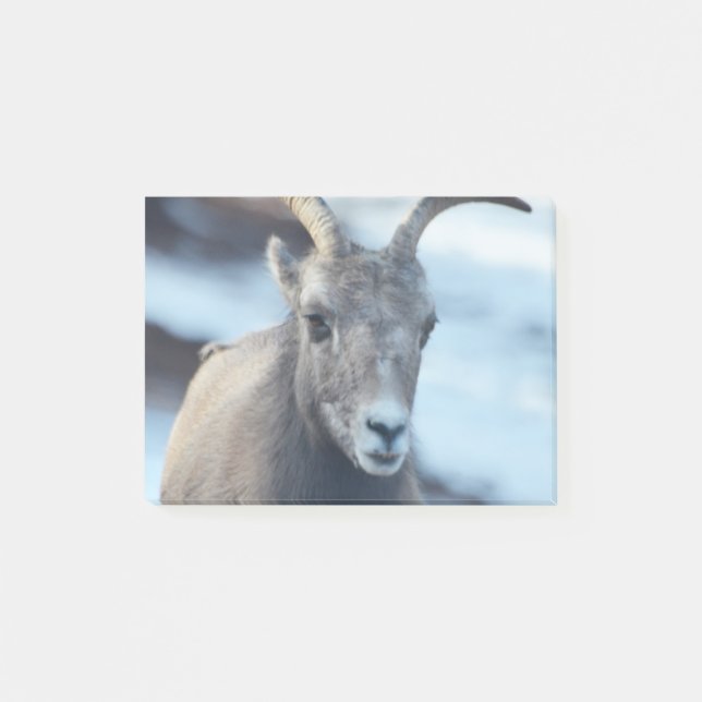 Face of a Bighorn Sheep Post-it Notes (Front)