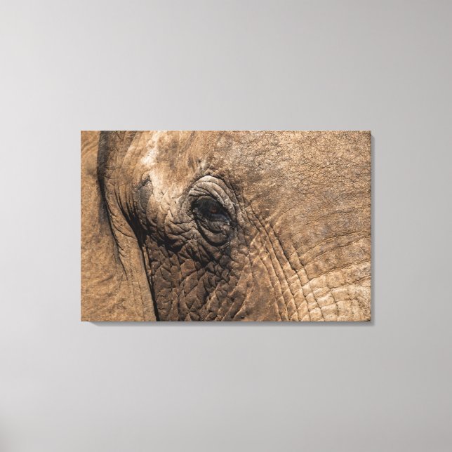 Face of an Elephant Canvas Print (Front)