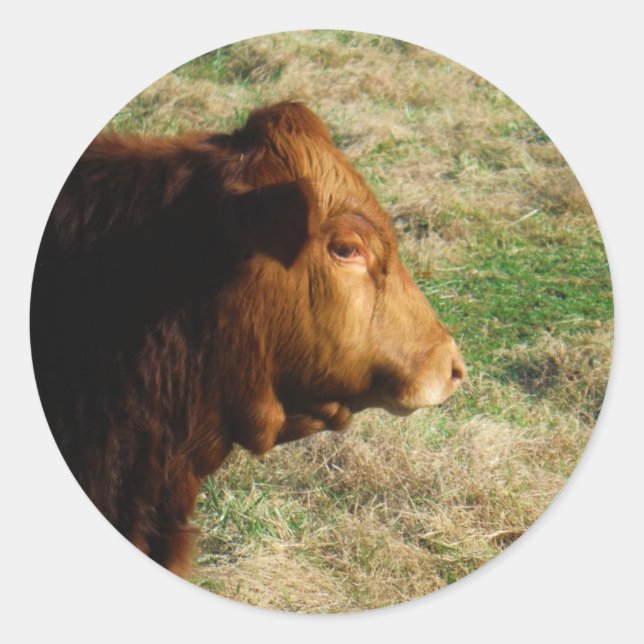 Face of Brown bull cow Classic Round Sticker (Front)