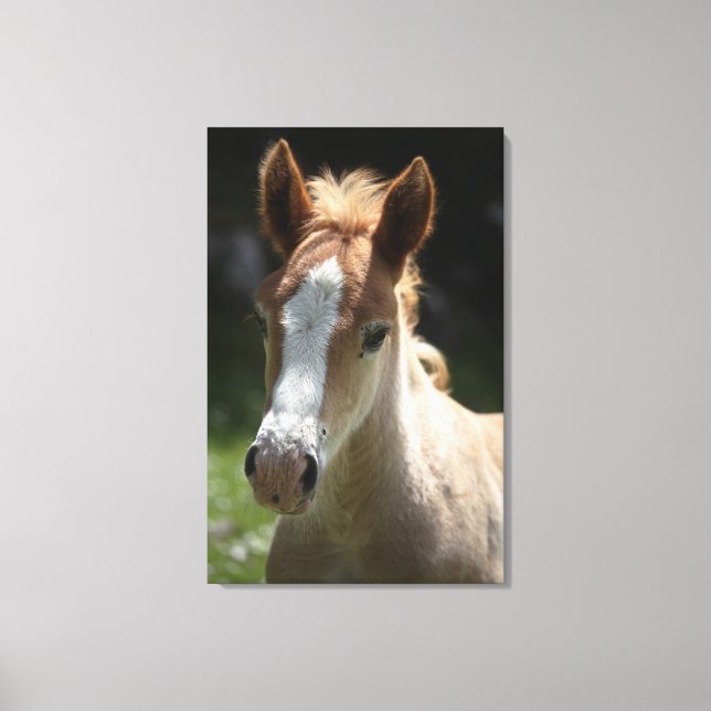 face of foal canvas print (Front)