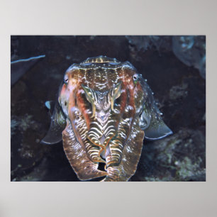 Face of the Cuttlefish Poster